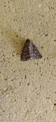 Condicinae