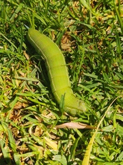 Smerinthus saliceti