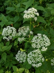 Aegopodium podagraria