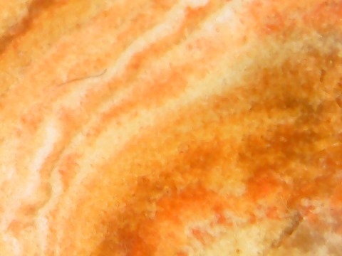 Pycnoporus coccineus image