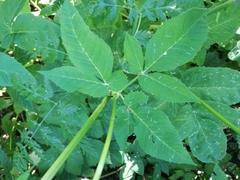 Aegopodium podagraria