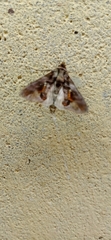 Sphingomorpha chlorea
