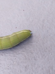 Smerinthus saliceti