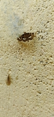 Hymeniini