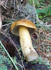 Suillus plorans