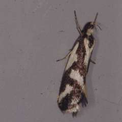 Epithymema incomposita