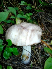 Suillus placidus