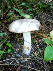 Suillus placidus