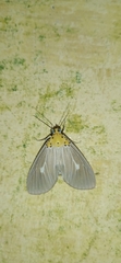 Asota plaginota