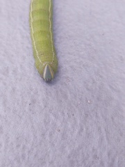Smerinthus saliceti
