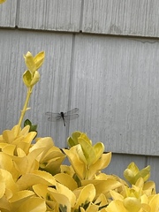 Erythrodiplax berenice