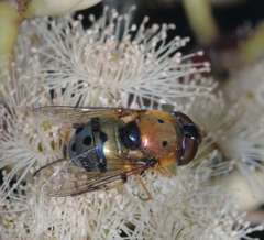 Austalis pulchella