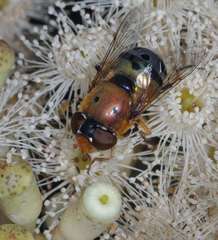 Austalis pulchella