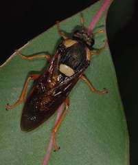 Perga dorsalis