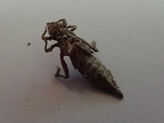 Dromogomphus spinosus