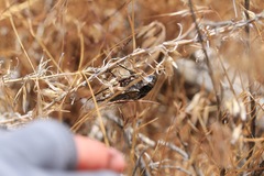 Cacama californica