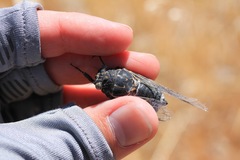 Cacama californica