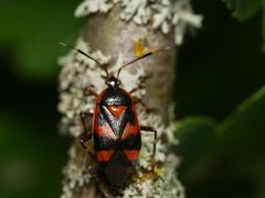 Deraeocoris trifasciatus