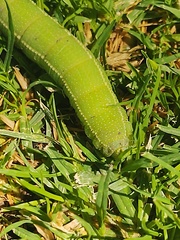 Smerinthus saliceti