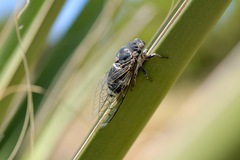 Cacama californica