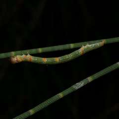 Rhynchopsota rhyncophora