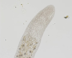 Stenostomum