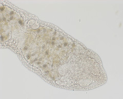 Stenostomum