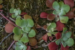 Sedum spathulifolium