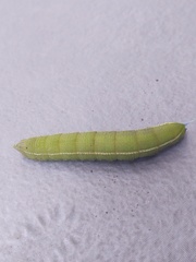 Smerinthus saliceti
