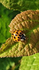 Harmonia axyridis