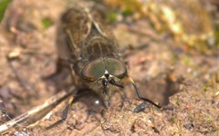 Haematopota pluvialis