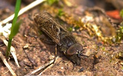 Haematopota pluvialis