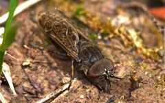 Haematopota pluvialis