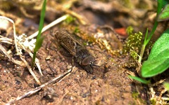 Haematopota pluvialis