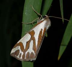 Thalaina inscripta