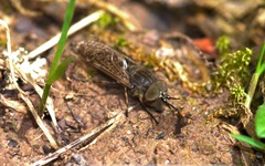 Haematopota pluvialis