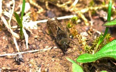 Haematopota pluvialis