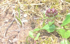 Haematopota pluvialis