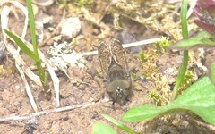 Haematopota pluvialis