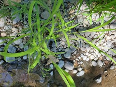 Dichanthelium lanuginosum