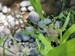 Dichanthelium lanuginosum