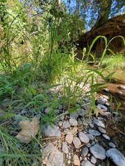 Dichanthelium lanuginosum