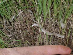 Pygopodidae