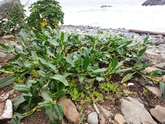 Rumex crassus