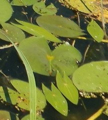Sagittaria cuneata