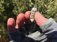 Cacama californica