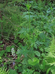 Aconitum uncinatum