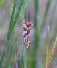 Epitymbia isoscelana