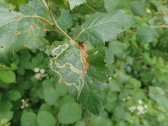 Agromyza alnibetulae