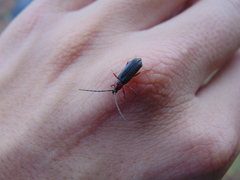 Stenosphenus sobrius